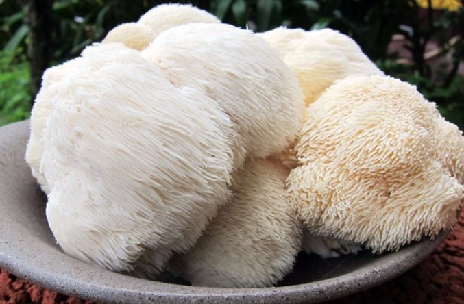 猴頭菇泡水功效