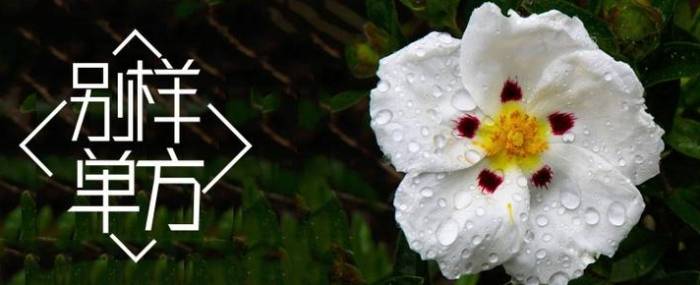 岩玫瑰精油替代品 岩玫瑰精油替代品