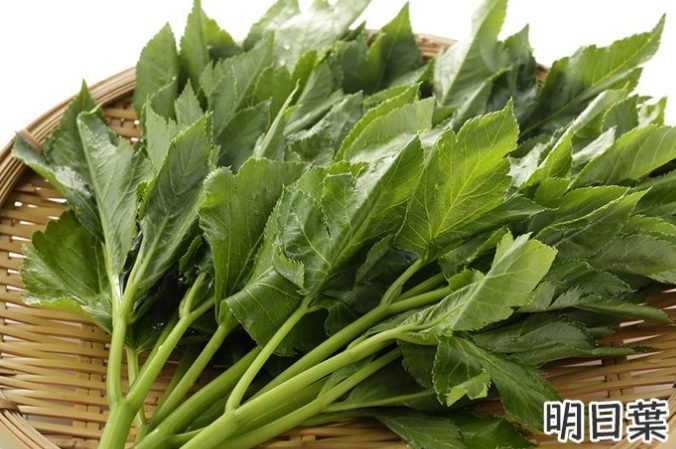 明日葉不良反應