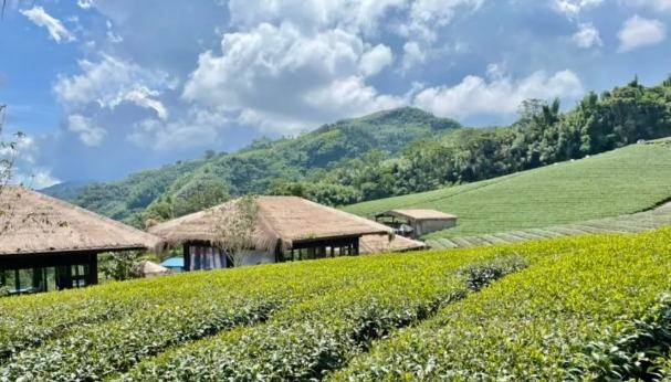 阿裡山旅遊攻略