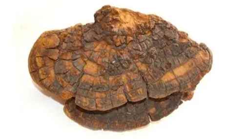 馬蹄桑黃怎麼吃