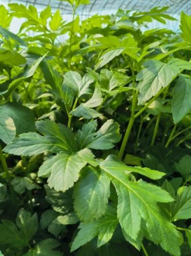 明日葉茶誰不能喝