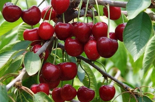 車厘子營養價值 車厘子營養價值