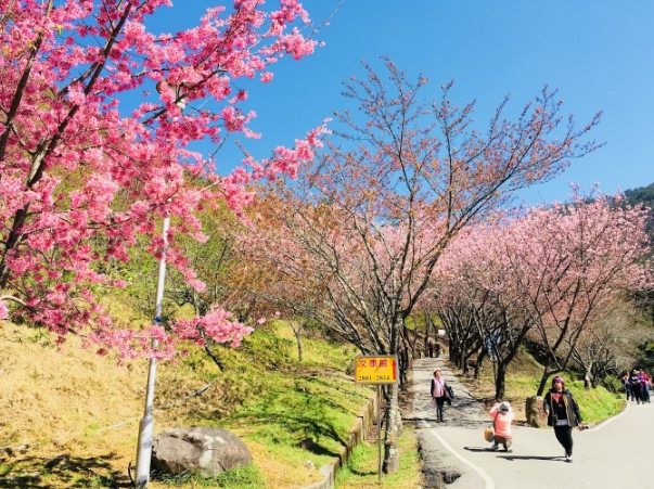 台灣賞櫻地點