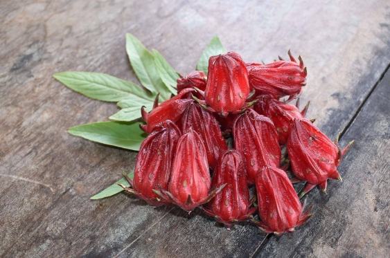 洛神花副作用 洛神花副作用