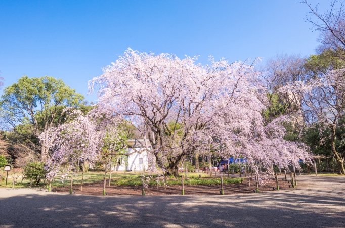 庭園美術館賞櫻指南