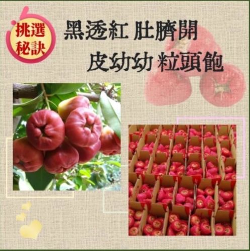 蓮霧挑選技巧 蓮霧挑選技巧