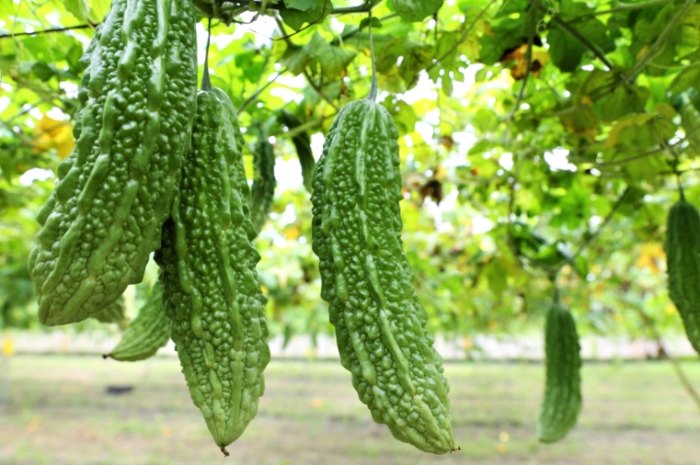 山苦瓜乾怎麼吃