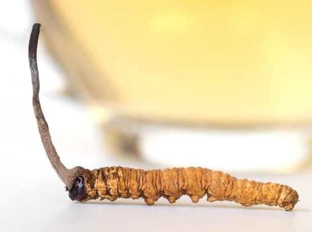 冬蟲夏草劑量建議