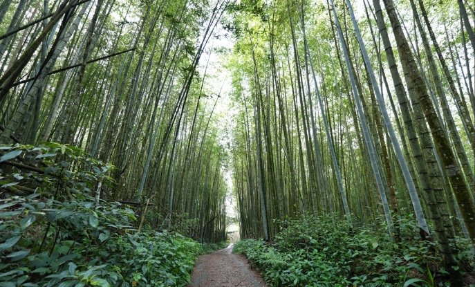 龍銀山步道攻略 龍銀山步道攻略