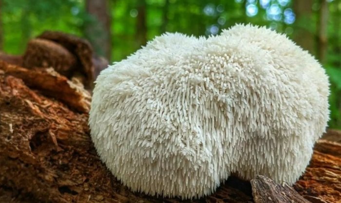 獅鬃菇功效全解析：提升腦力、保護神經的天然秘方