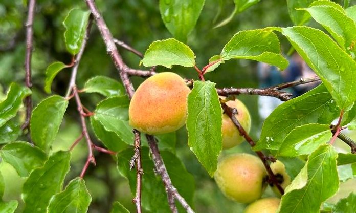 琴酒梅酒調酒全攻略：在家輕鬆調製專業級雞尾酒