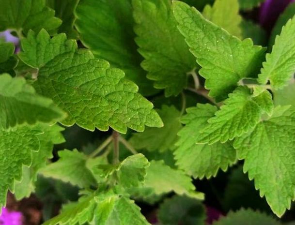 法國香蜂草种植