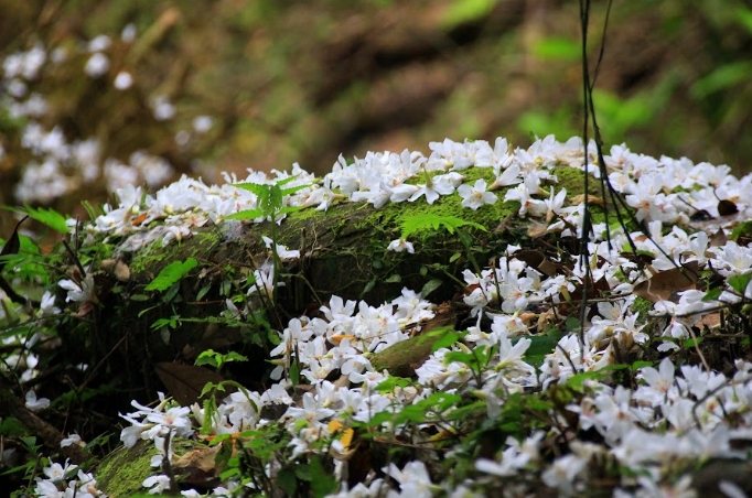台灣賞桐花景點 台灣賞桐花景點