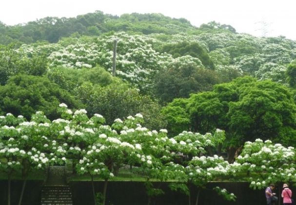 湖口賞桐花