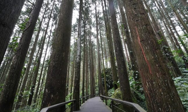 奮起湖步道路線