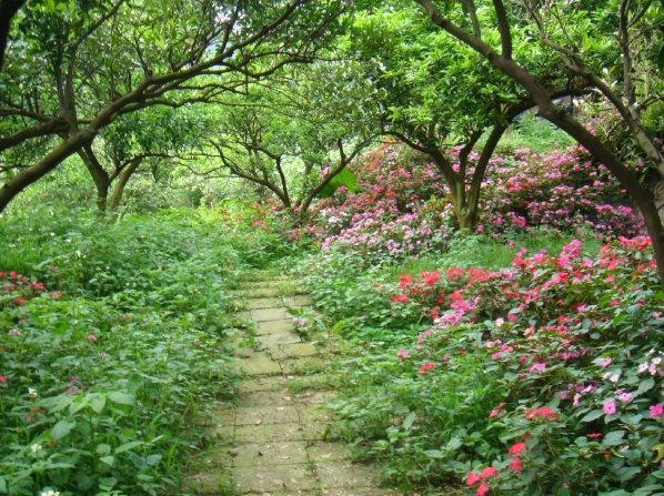 桐花步道攻略 桐花步道攻略