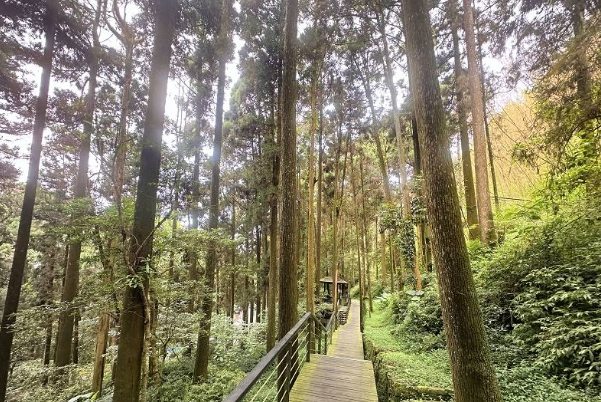 奮起湖森林步道