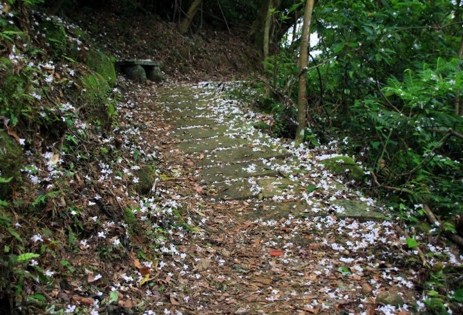 桐花步道攻略 桐花步道攻略