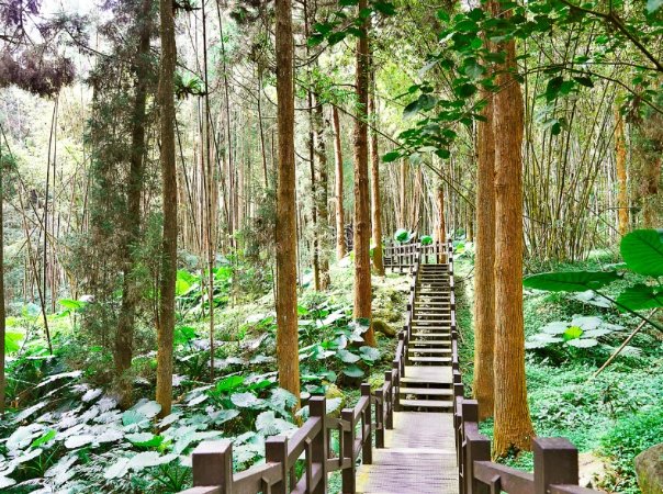 奮起湖步道等級