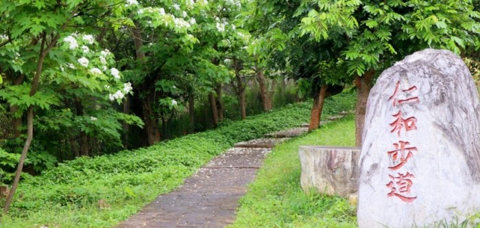 桐花步道推薦