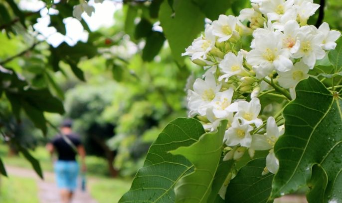 桐花步道推薦