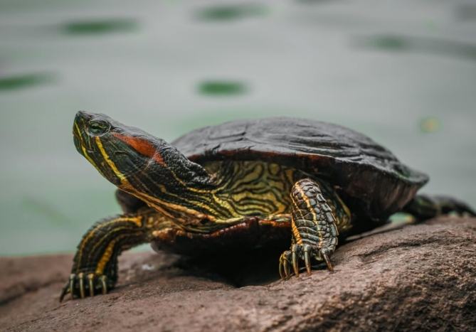 烏龜嘴巴開合原因