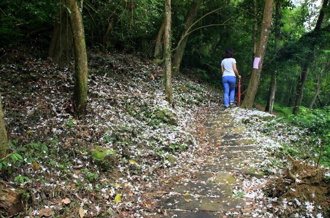 台灣賞桐花景點 台灣賞桐花景點