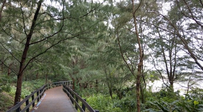 林蔭步道健行 林蔭步道健行