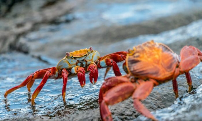 螃蟹呼吸方式 螃蟹呼吸方式