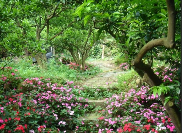台灣賞桐花景點 台灣賞桐花景點