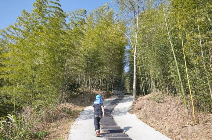 茶林山步道 茶林山步道