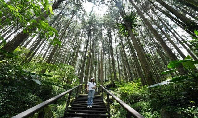 阿里山杉林步道攻略