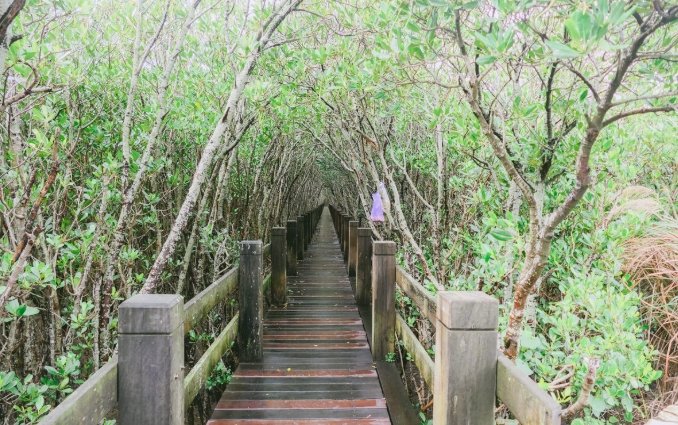 新豐紅樹林生態