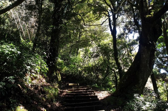 奮起湖步道等級