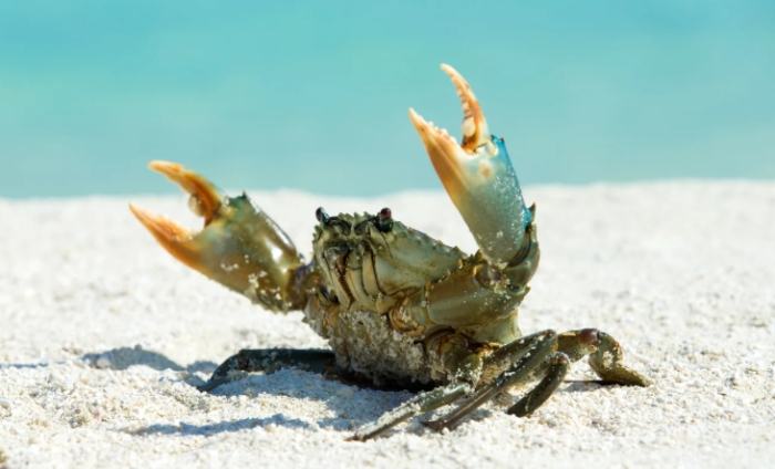 螃蟹呼吸方式 螃蟹呼吸方式