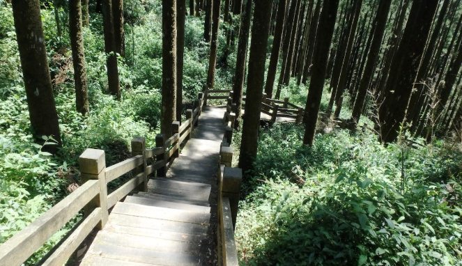奮起湖登山步道