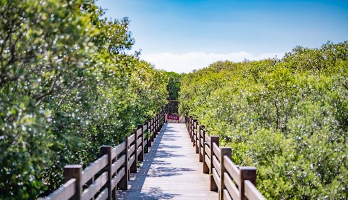 新豐紅樹林開放時間