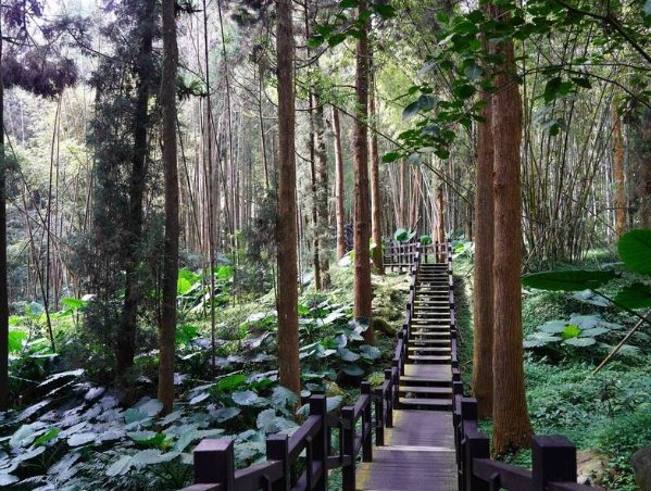 奮起湖步道等級