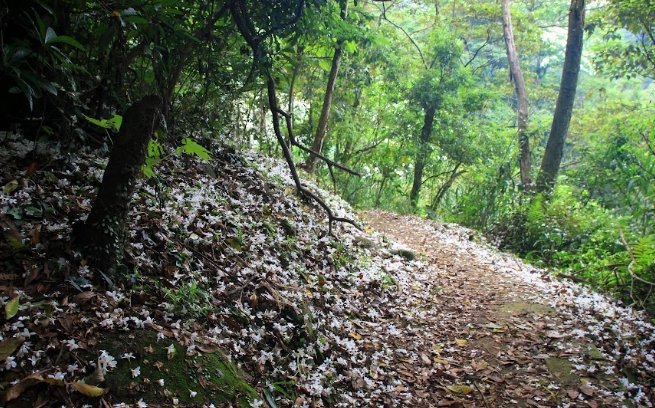 桐花步道攻略 桐花步道攻略