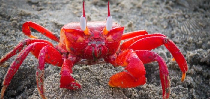 甲殼類呼吸系統 甲殼類呼吸系統