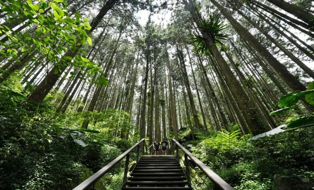 阿里山杉林步道攻略