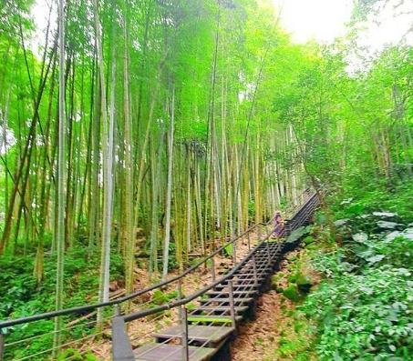 奮起湖步道開放時間