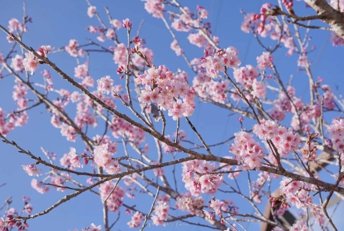 茶林山步道 茶林山步道