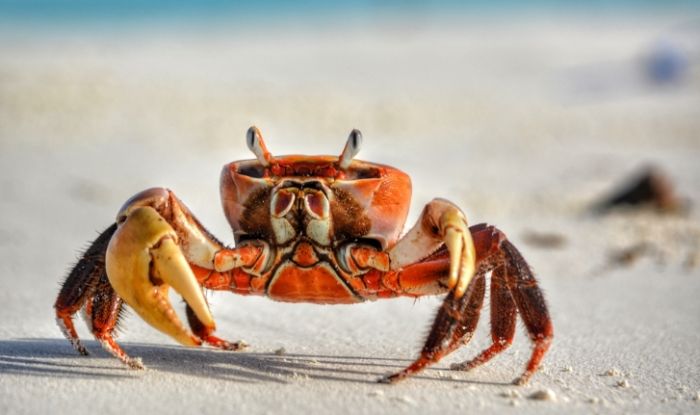 螃蟹用什麼呼吸？完整解析螃蟹呼吸系統與生存適應秘訣