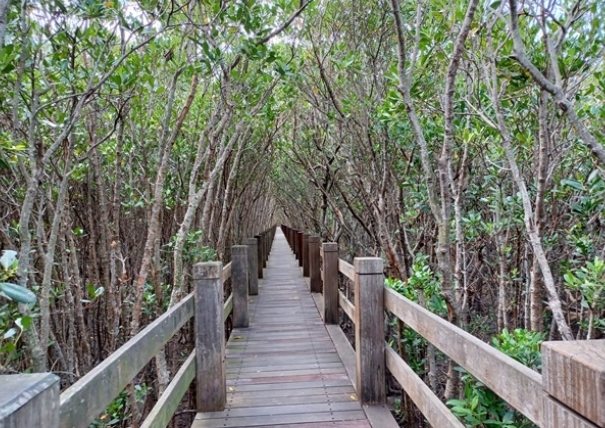 新豐紅樹林怎麼去