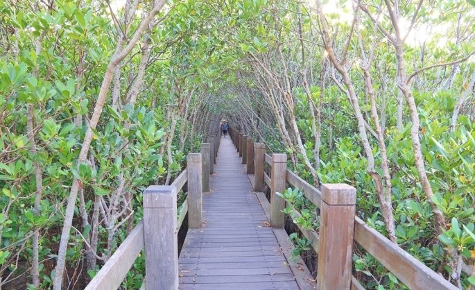 新豐紅樹林公車 新豐紅樹林公車