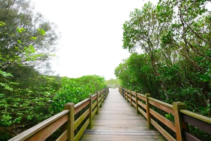 新豐紅樹林生態