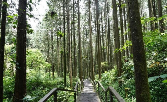 奮起湖步道路線