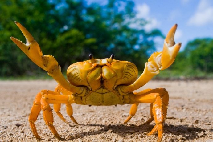 甲殼類呼吸系統 甲殼類呼吸系統